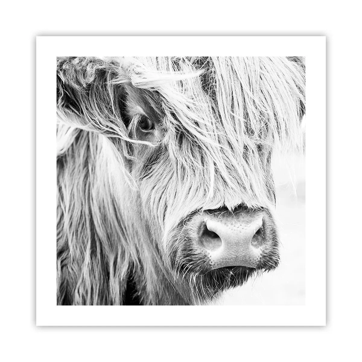 Poster - Schottische Wildheit - 50x50 cm