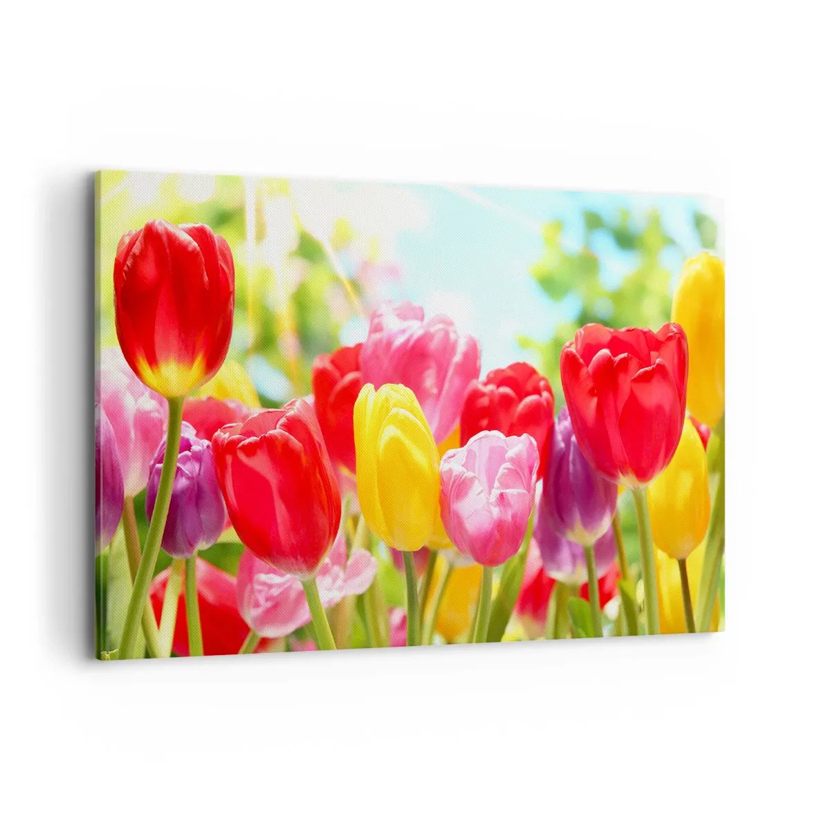 Bild auf Leinwand - Leinwandbild - Bunte Tulpen in voller Blüte vor einem Frühlingshintergrund - 120x80cm - Wir sind es, die Farben des Mais! - Moderne Wanddekoration für Wohnzimmer und Schlafzimmer ARTTOR