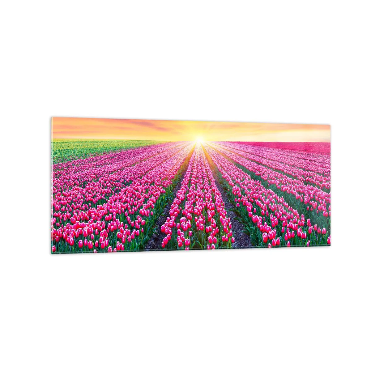 Glasbild - Bild auf glas - Ein Tulpenfeld bei Sonnenuntergang - 120x50cm - Schönheitsfarm - Moderne Wanddekoration für Wohnzimmer und Schlafzimmer ARTTOR