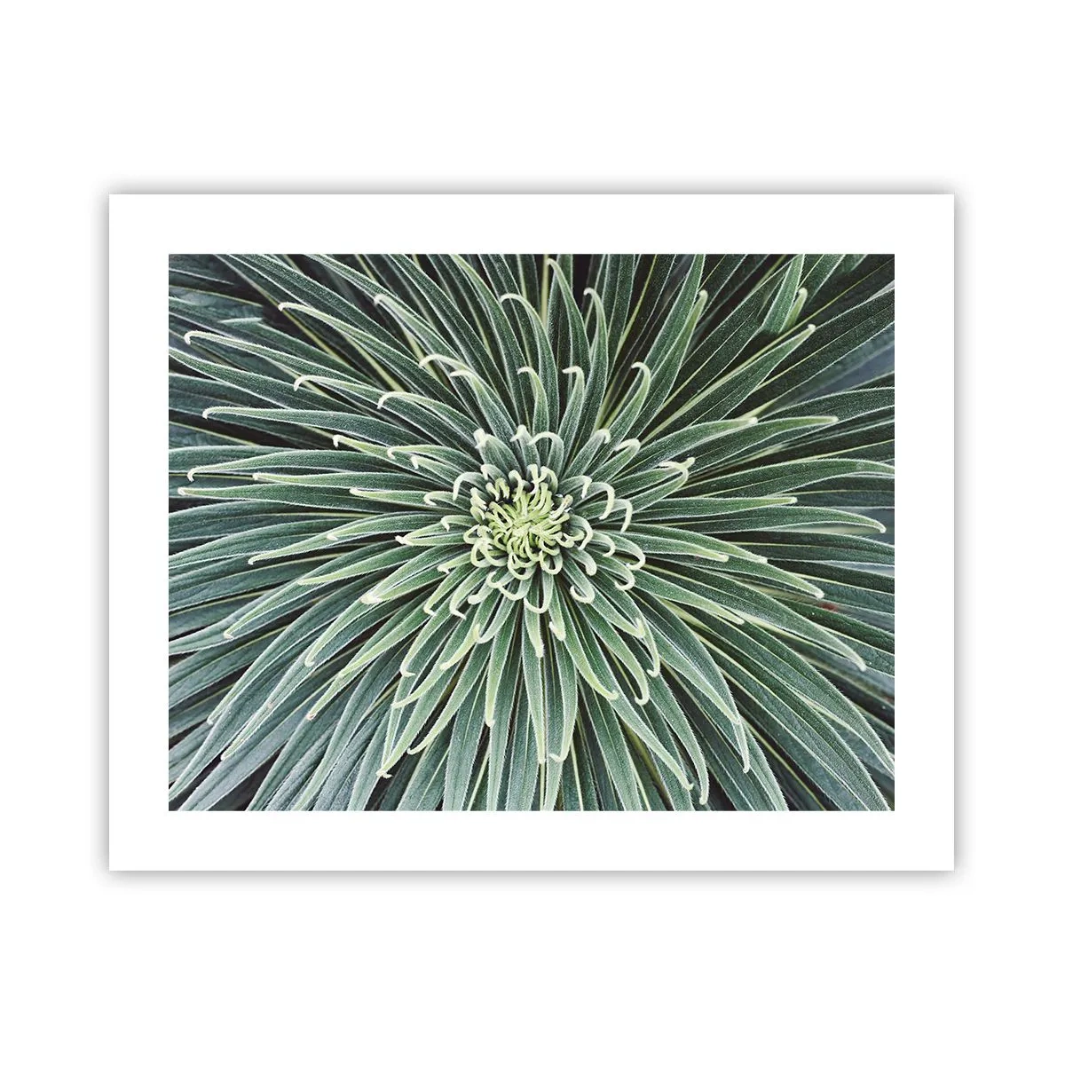 Poster - Ein Star ist geboren - 50x40 cm