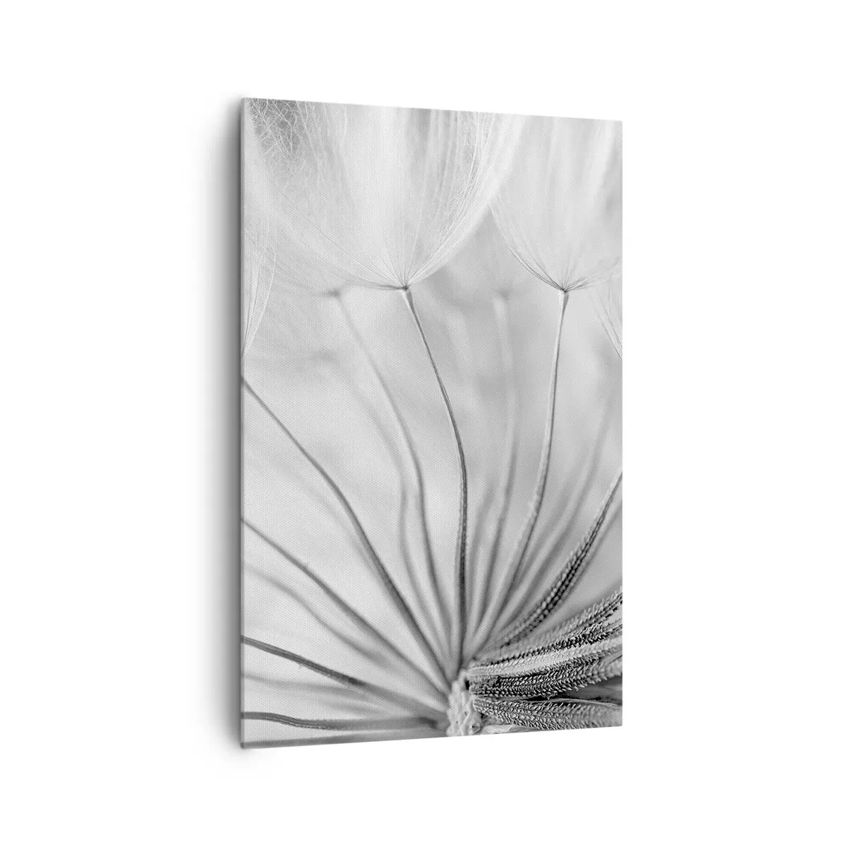 Bild auf Leinwand - Leinwandbild - Zarte Pusteblumen in Schwarz-Weiß-Tönen - 80x120cm - Löwenzahn, Drachen - Moderne Wanddekoration für Wohnzimmer und Schlafzimmer ARTTOR