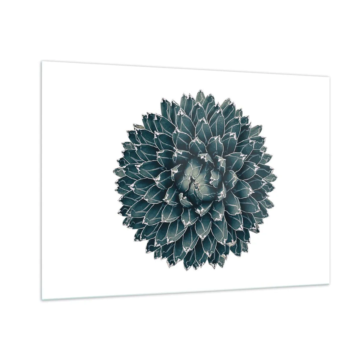 Glasbild - Bild auf glas - Symmetrisches Muster einer Sukkulente auf weißem Hintergrund - 100x70cm - Stern der Wüste - Moderne Wanddekoration für Wohnzimmer und Schlafzimmer ARTTOR