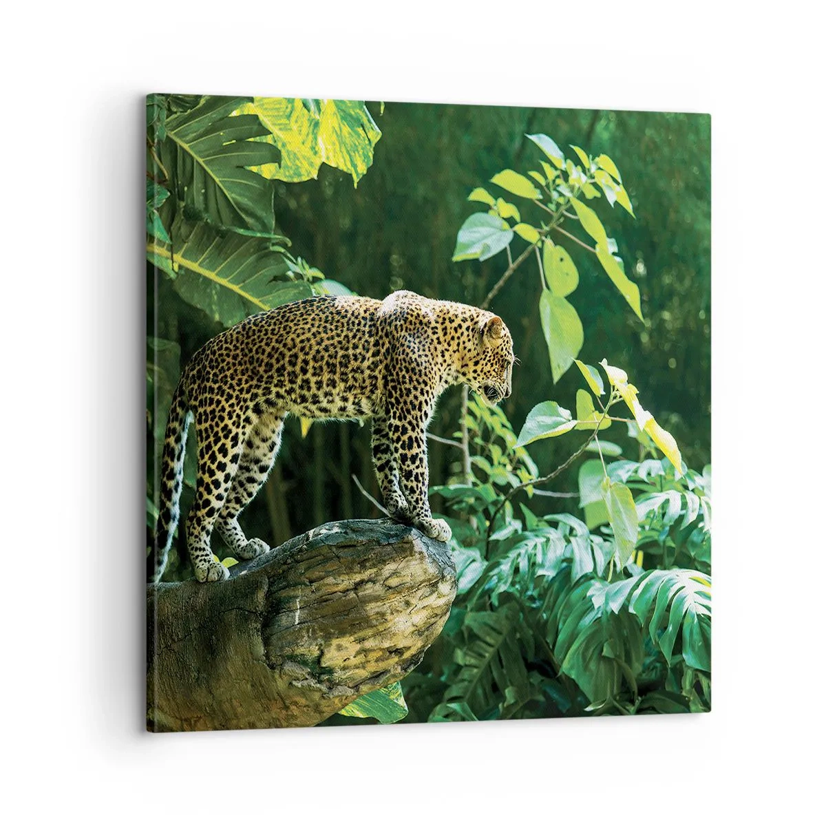 Bild auf Leinwand - Leinwandbild - Auf die Jagd? - 60x60 cm