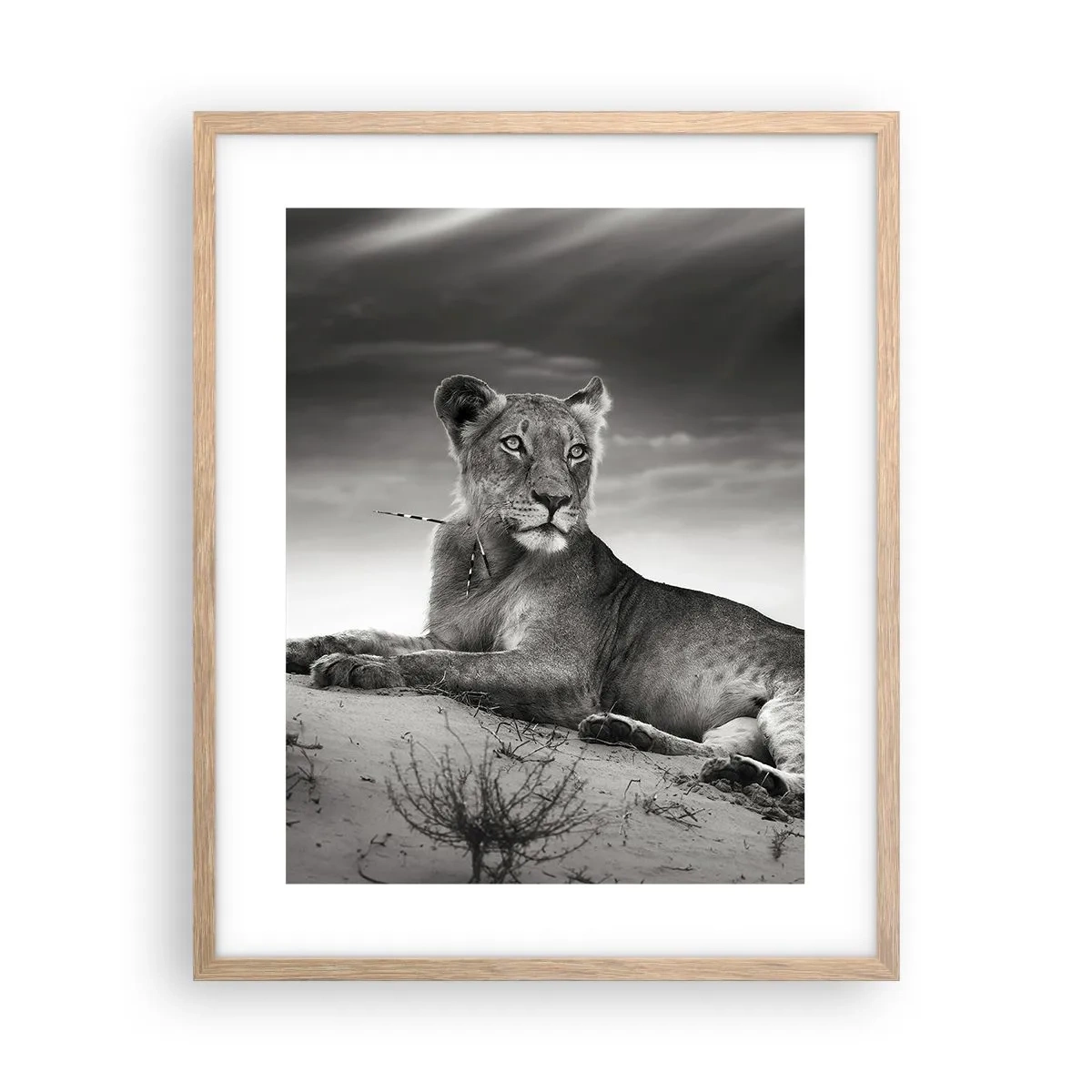 Poster in einem Rahmen aus heller Eiche - Die Königin der Wüstenruhe - 40x50 cm
