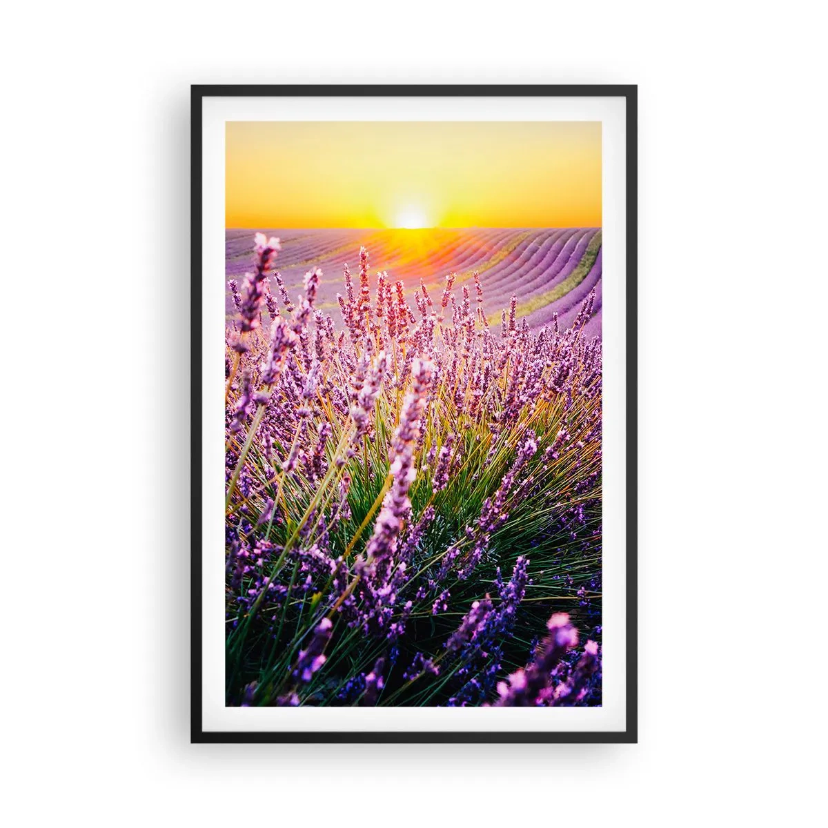 Poster in einem schwarzem Rahmen - Duftende Kornfelder - 61x91 cm