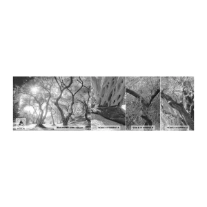 Fototapeten Muster Selbstklebend Deluxe Sticker - Im Olivenhain - Wald, Winter, Bäume - 100x30 cm