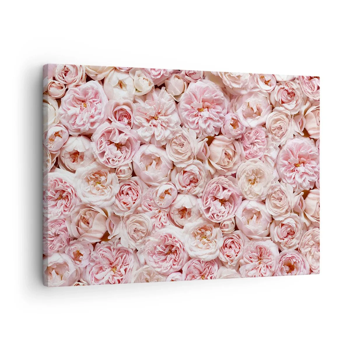 Bild auf Leinwand - Leinwandbild - Zarte Rosen in Rosatönen auf der gesamten Oberfläche - 70x50cm - Auf Rosen gebettet - Moderne Wanddekoration für Wohnzimmer und Schlafzimmer ARTTOR