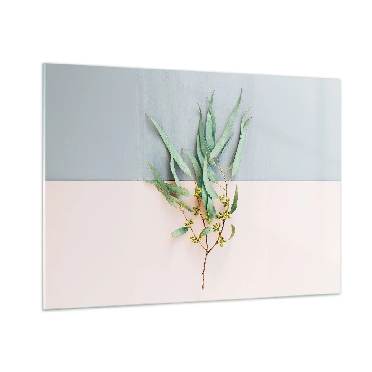 Glasbild - Bild auf glas - Ein Zweig Eukalyptus auf pastellfarbenem Hintergrund - 100x70cm - Pastellige Subtilität - Moderne Wanddekoration für Wohnzimmer und Schlafzimmer ARTTOR