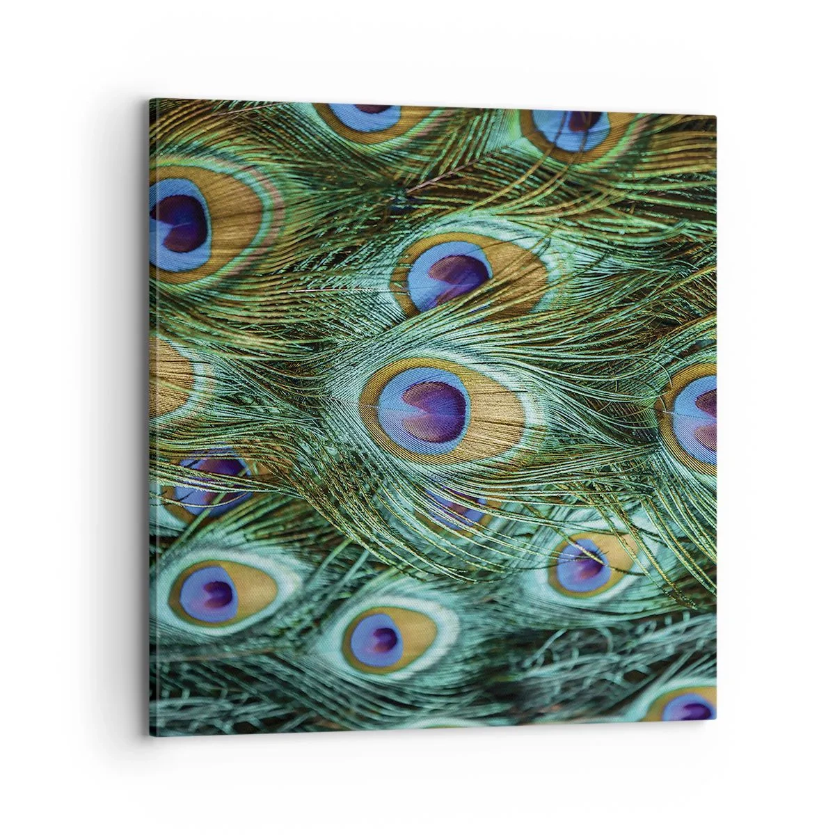 Bild auf Leinwand - Leinwandbild - Ein Blick mit Pfauenaugen - 70x70 cm