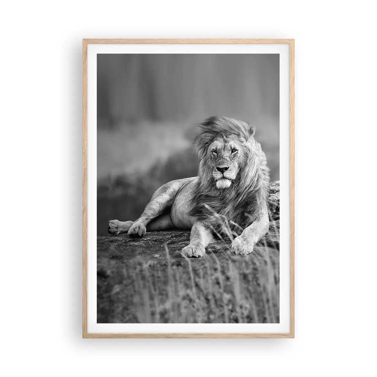 Poster in einem Rahmen aus heller Eiche - Königliche Siesta - 70x100 cm