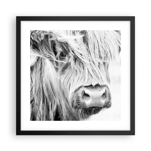 Poster in einem schwarzem Rahmen - Schottische Wildheit - 40x40 cm