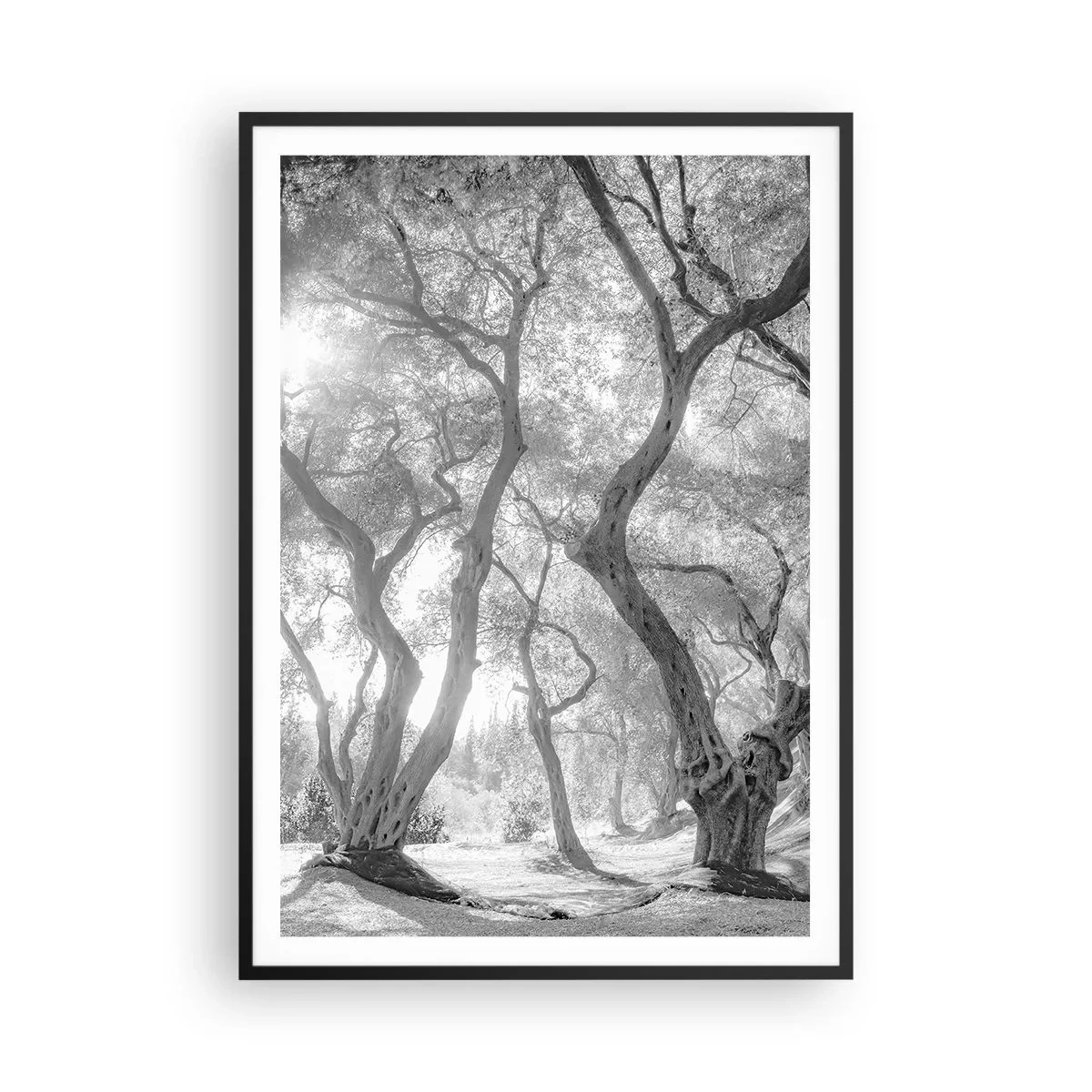 Poster in einem schwarzem Rahmen - Im Olivenhain - 70x100 cm