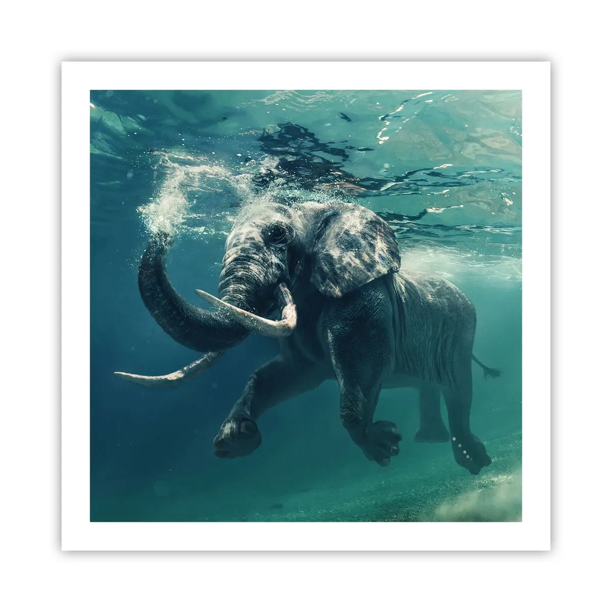 Poster - Jeder schwimmt gerne - 60x60 cm