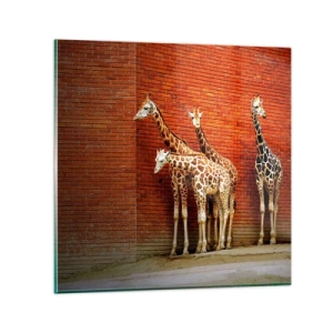 Glasbild - Bild auf glas - Sehen Sie Akazien? - 40x40 cm