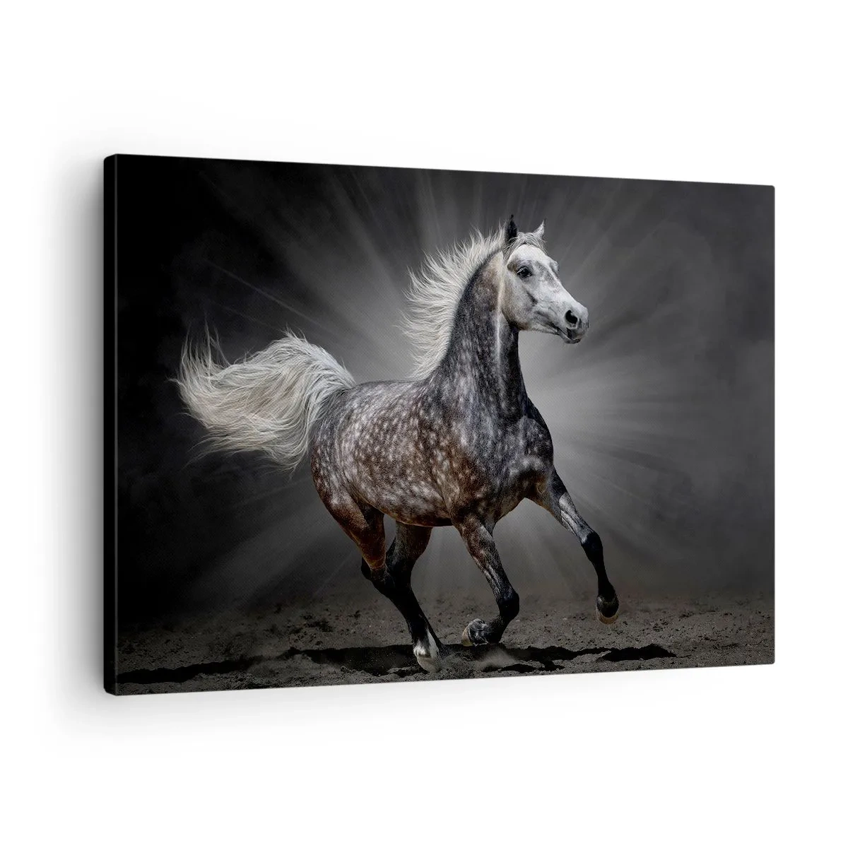 Bild auf Leinwand - Leinwandbild - Ein weißes Pferd galoppiert vor einem dunklen Hintergrund - 70x50cm - Grau ist schön - Moderne Wanddekoration für Wohnzimmer und Schlafzimmer ARTTOR