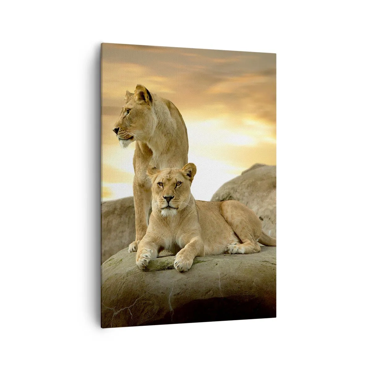 Bild auf Leinwand - Leinwandbild - Zwei Löwinnen ruhen bei Sonnenuntergang auf einem Felsen - 70x100cm - Königliche Majestät - Moderne Wanddekoration für Wohnzimmer und Schlafzimmer ARTTOR