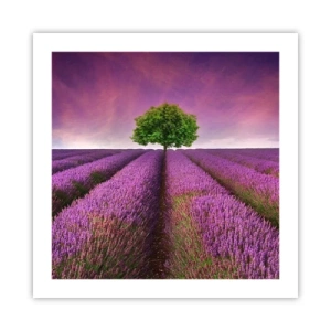 Poster - Auf Lavendelfeldern - 50x50 cm