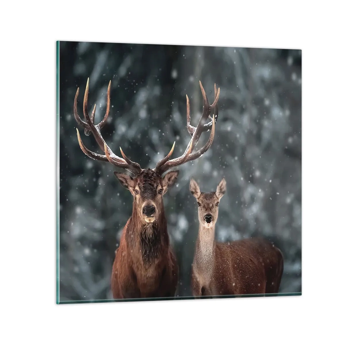 Glasbild - Bild auf glas - Herr des Waldes mit seiner Frau - 70x70 cm