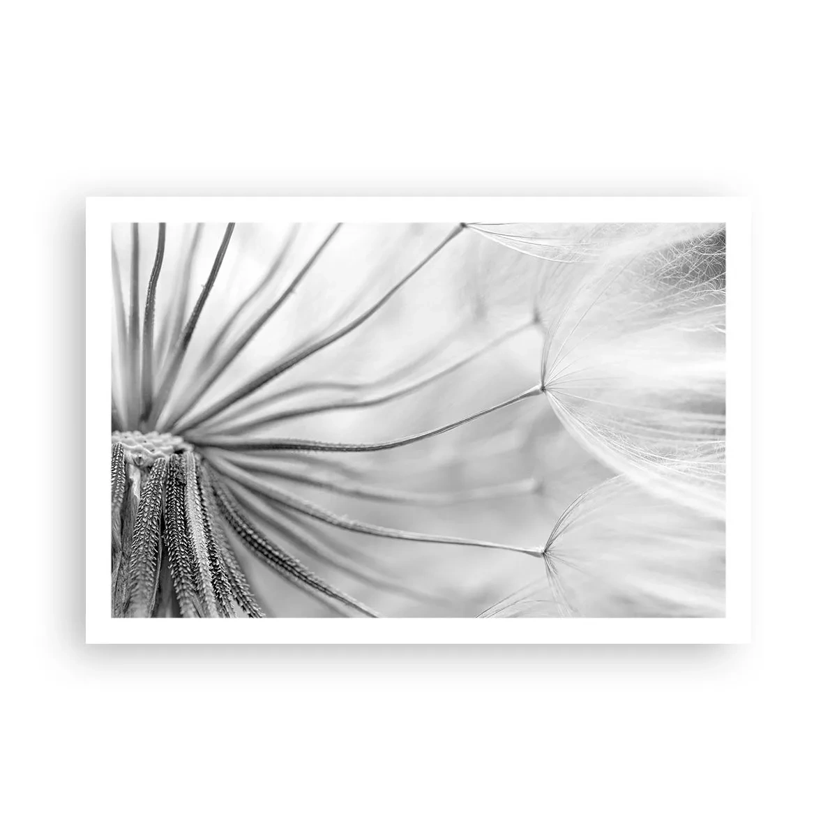 Poster - Löwenzahn, Drachen - 91x61 cm