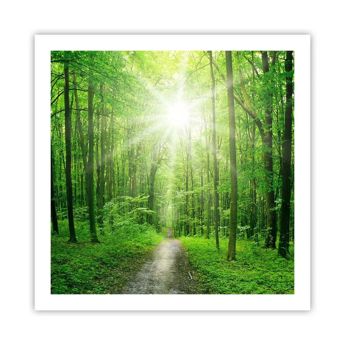 Poster - Die grüne Kathedrale - 60x60 cm