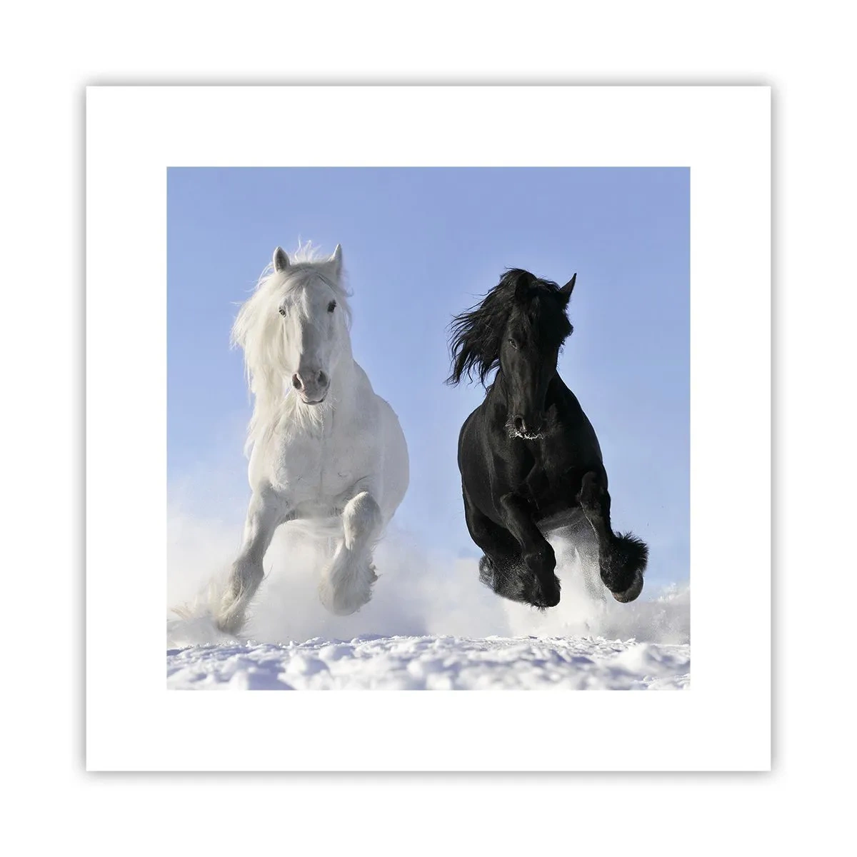 Poster - Schwarz-Weiß-Galopp - 30x30 cm
