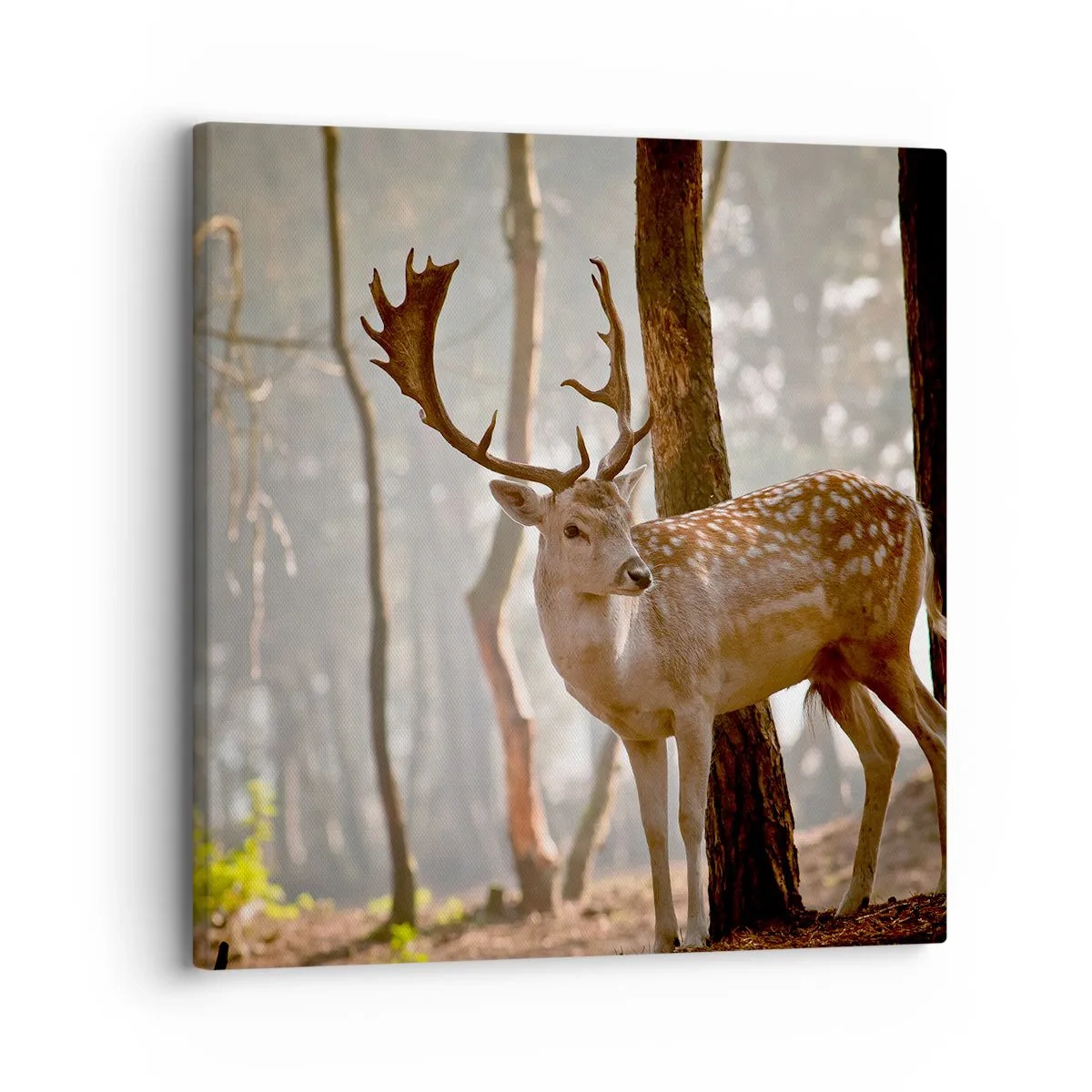 Bild auf Leinwand - Leinwandbild - Das Licht der Jugend - 30x30 cm