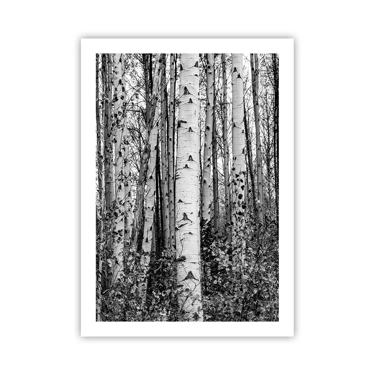 Poster - Schwarze und weiße Birken bilden einen symmetrischen Wald - 50x70cm - Birkenkolonnade - Moderne Wanddekoration für Wohnzimmer und Schlafzimmer ARTTOR