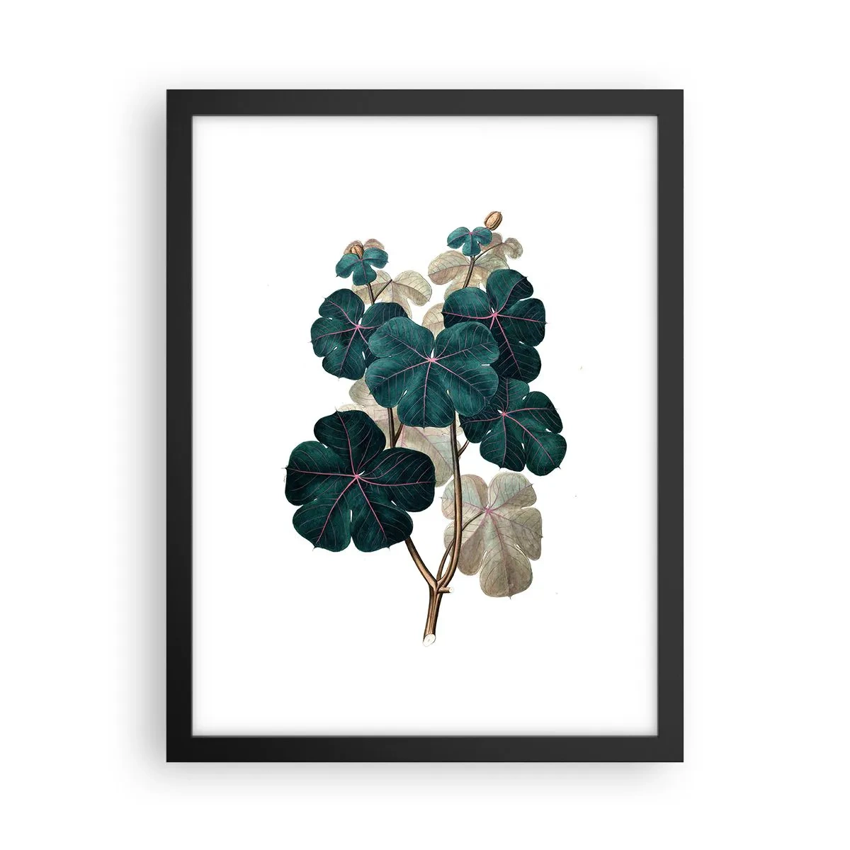 Poster in einem schwarzem Rahmen - Aus dem alten Herbarium - 30x40 cm