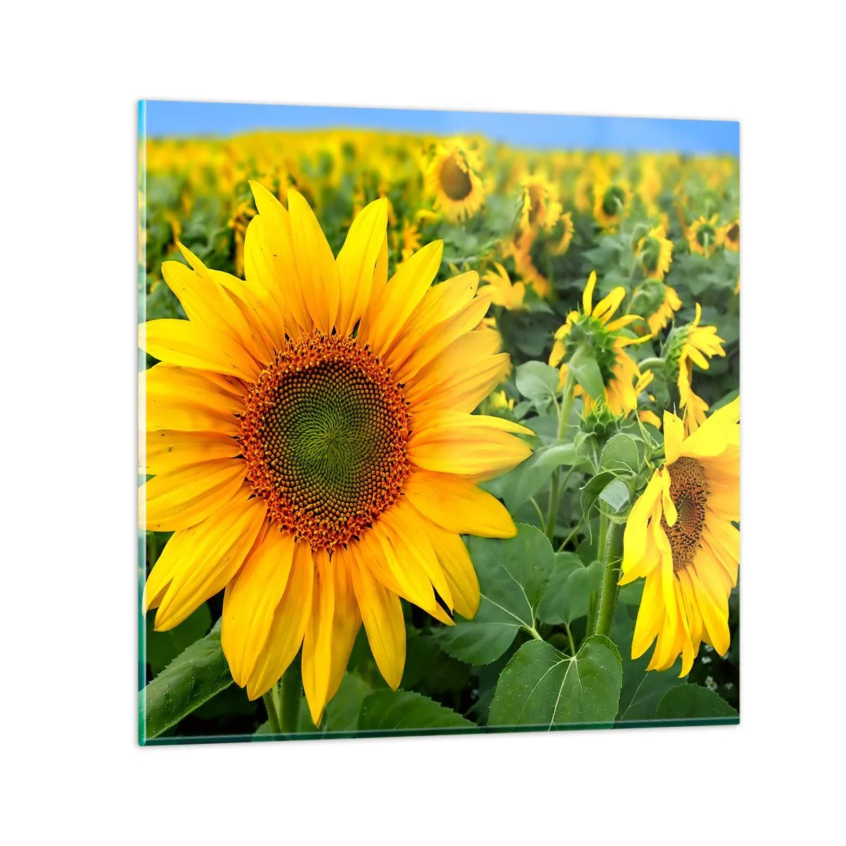 Glasbild - Bild auf glas - Hunderte von Sonnen flammten auf - 70x70 cm