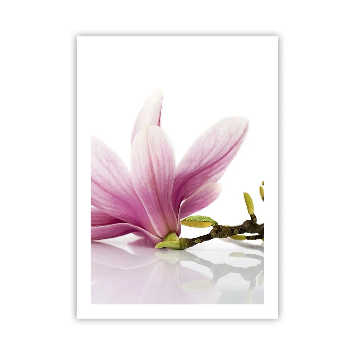 Poster - Rosa Magnolienblüte auf einem Zweig mit weißem Hintergrund - 50x70cm - Zart wie ein Frühlingswind - Moderne Wanddekoration für Wohnzimmer und Schlafzimmer ARTTOR