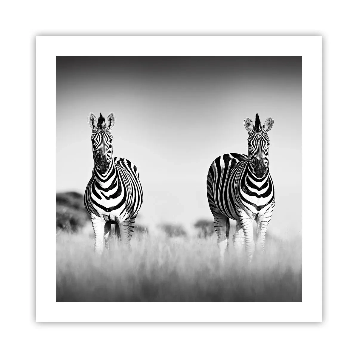 Poster - Die Welt ist doch schwarz-weiß - 50x50 cm