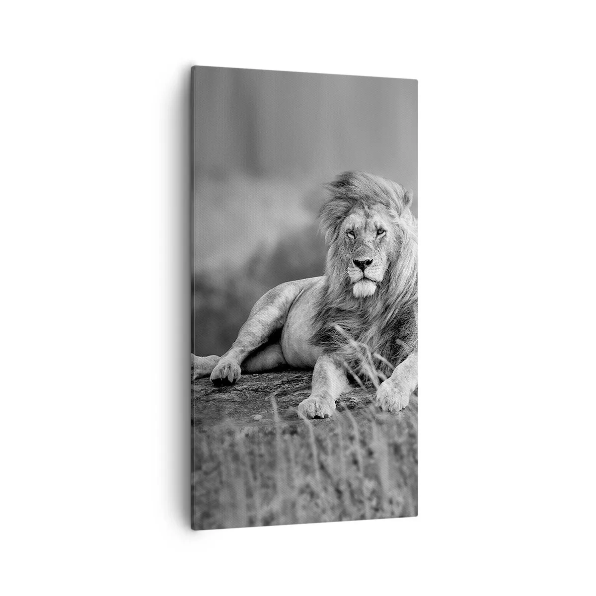 Bild auf Leinwand - Leinwandbild - Königliche Siesta - 55x100 cm