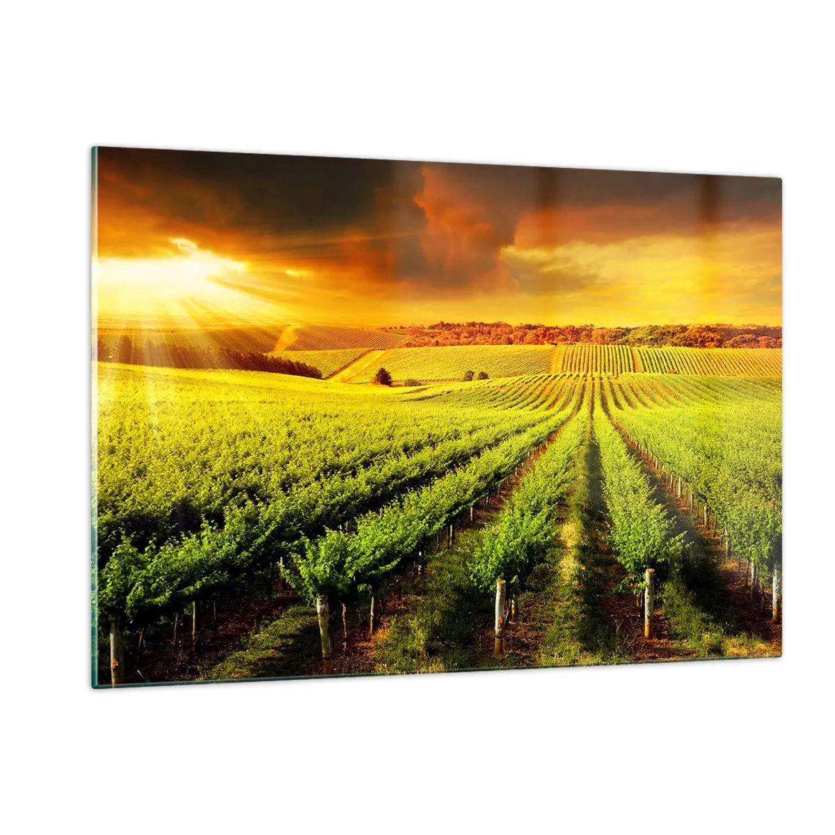 Glasbild - Bild auf glas - Weinberg im Licht der untergehenden Sonne - 120x80cm - Unter der australischen Sonne - Moderne Wanddekoration für Wohnzimmer und Schlafzimmer ARTTOR
