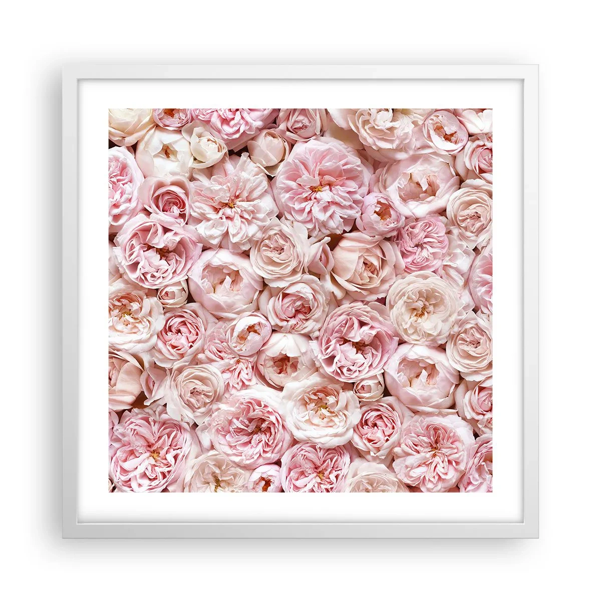 Poster in einem weißen Rahmen - Auf Rosen gebettet - 50x50 cm
