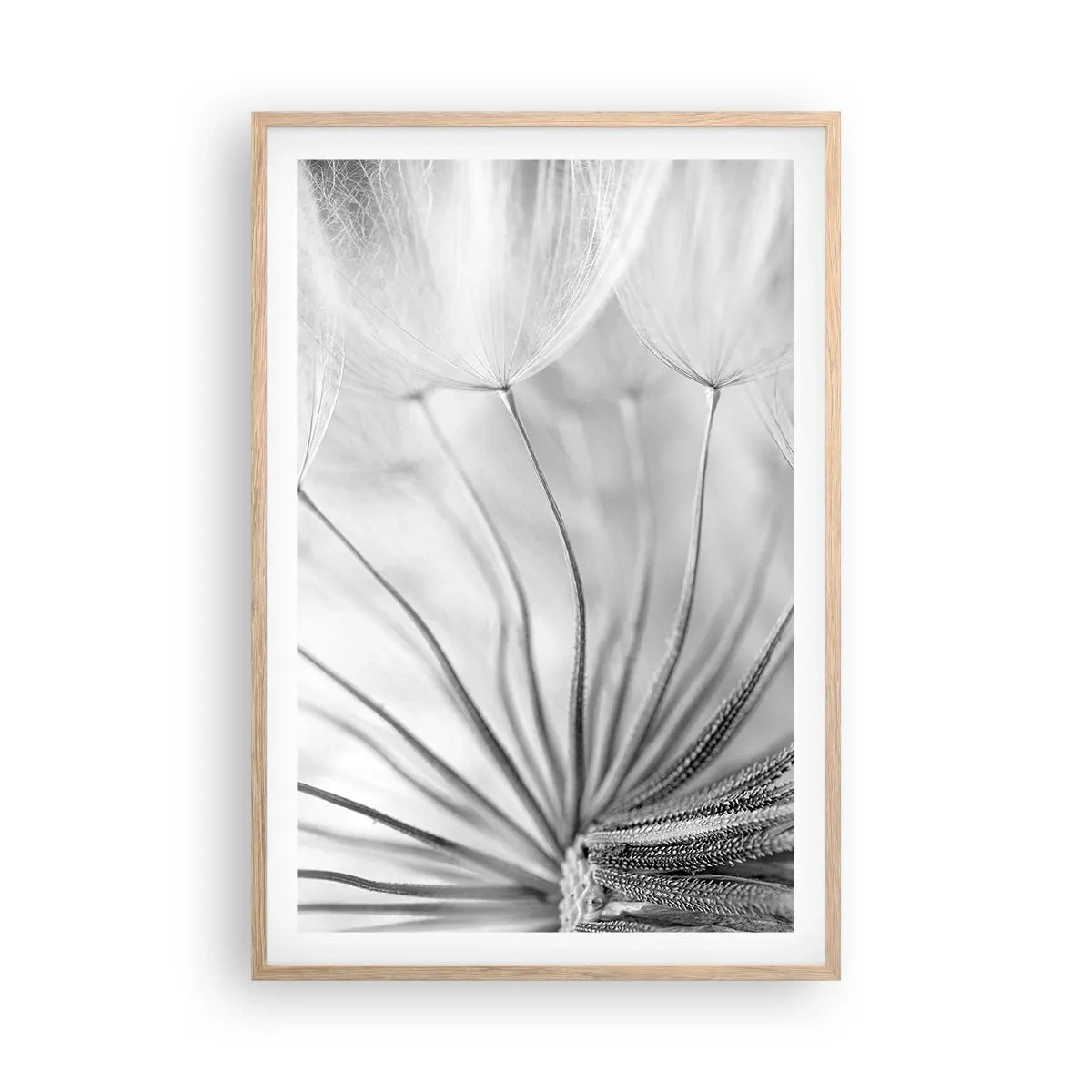 Poster in einem Rahmen aus heller Eiche - Löwenzahn, Drachen - 61x91 cm