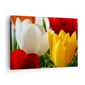 Bild auf Leinwand - Leinwandbild - Nahaufnahme von bunten Tulpen vor einem Frühlingshintergrund - 70x50cm - Tulpenfieber - Moderne Wanddekoration für Wohnzimmer und Schlafzimmer ARTTOR