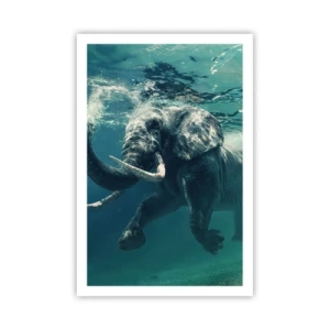Poster - Jeder schwimmt gerne - 61x91 cm