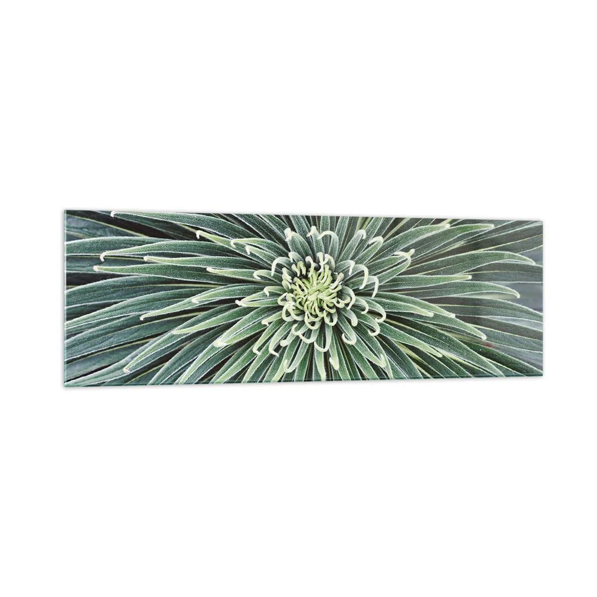 Glasbild - Bild auf glas - Symmetrische Anordnung grüner Blätter, die einem Stern ähneln - 160x50cm - Ein Star ist geboren - Moderne Wanddekoration für Wohnzimmer und Schlafzimmer ARTTOR