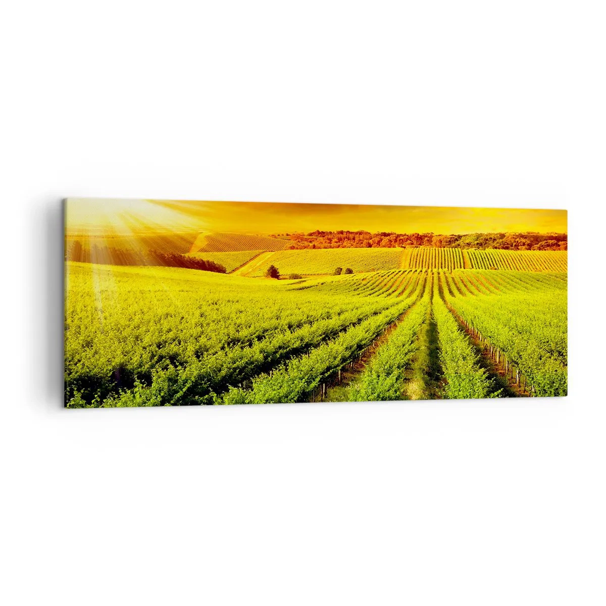 Bild auf Leinwand - Leinwandbild - Goldene Weinberge, beleuchtet von den Sonnenstrahlen - 140x50cm - Unter der australischen Sonne - Moderne Wanddekoration für Wohnzimmer und Schlafzimmer ARTTOR