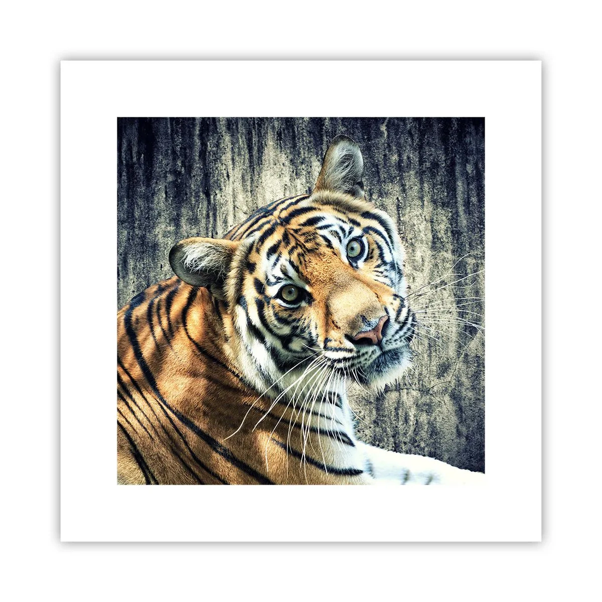 Poster - Portrait in Lichtstrahlen - 30x30 cm