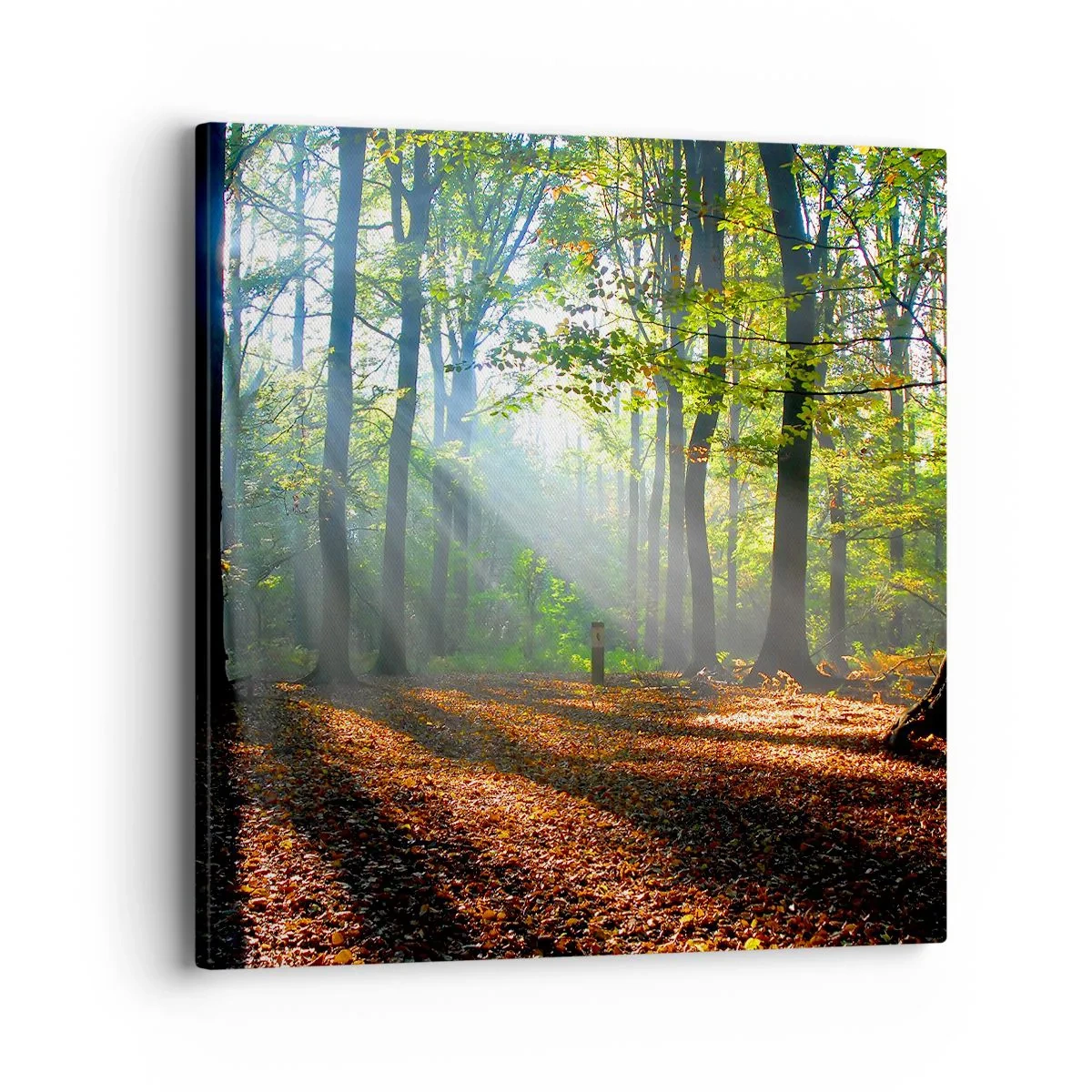 Bild auf Leinwand - Leinwandbild - Licht und Schatten - 40x40 cm