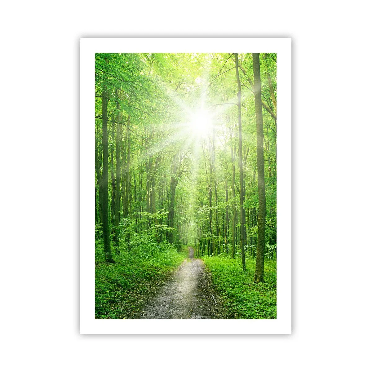 Poster - Ein Waldweg, beleuchtet von den Sonnenstrahlen - 50x70cm - Die grüne Kathedrale - Moderne Wanddekoration für Wohnzimmer und Schlafzimmer ARTTOR