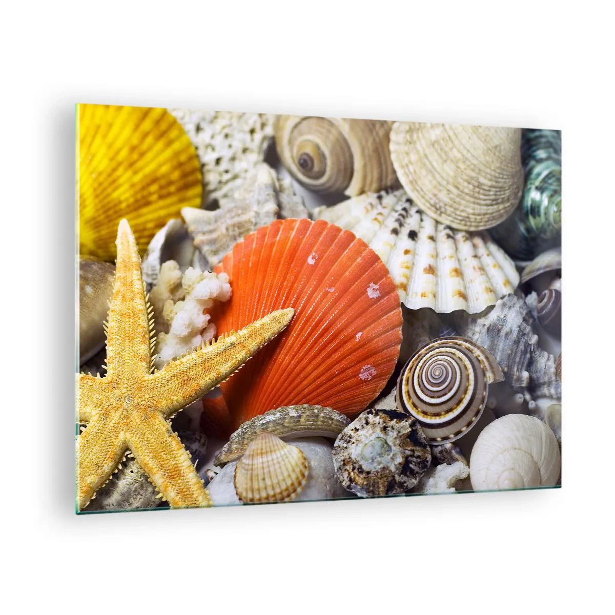 Glasbild - Bild auf glas - Bunte Muscheln und Seesterne in einer Meereskomposition - 70x50cm - Schätze des Ozeans - Moderne Wanddekoration für Wohnzimmer und Schlafzimmer ARTTOR