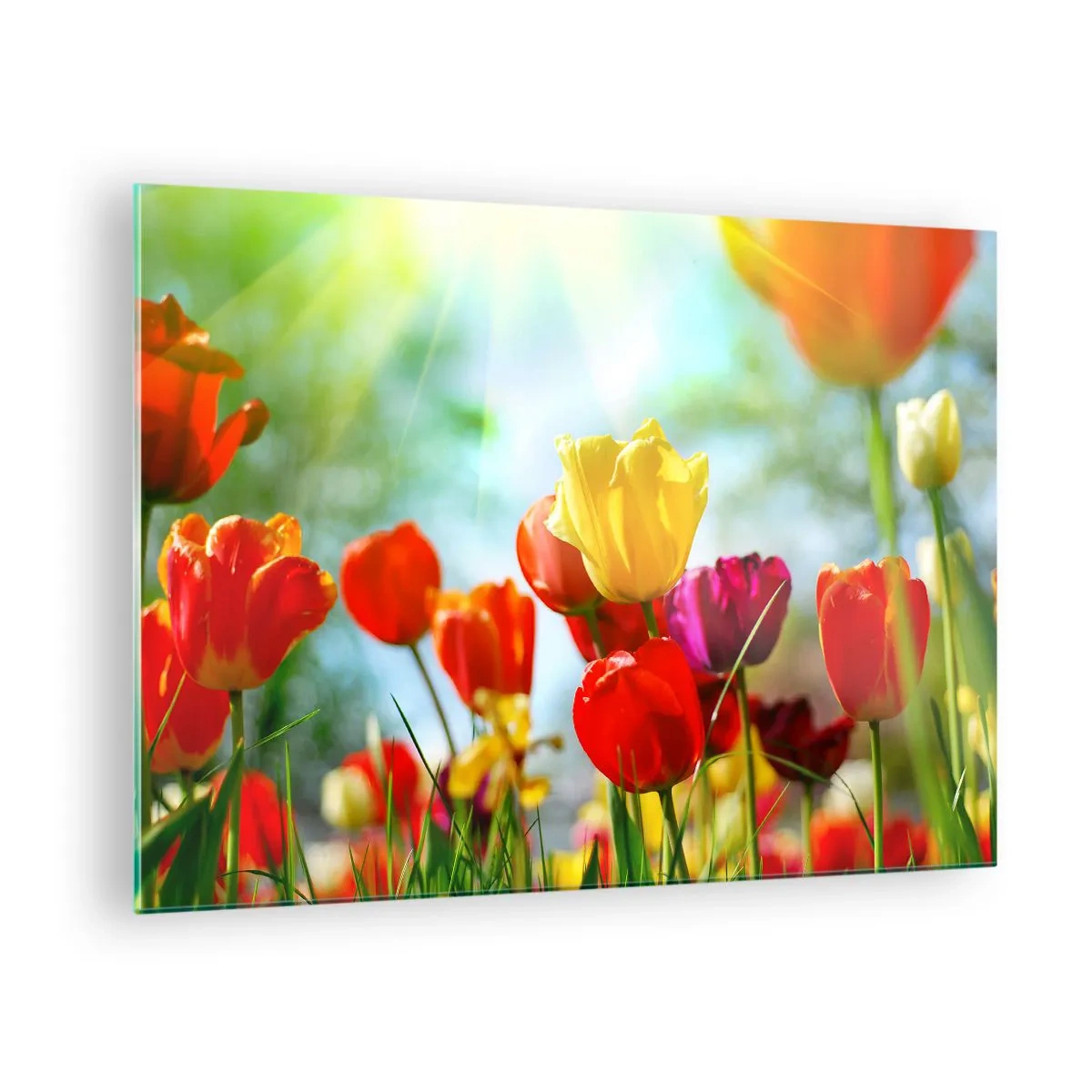 Glasbild - Bild auf glas - Bunte Tulpen, beleuchtet von den Sonnenstrahlen - 70x50cm - Alle Farben der Sonne - Moderne Wanddekoration für Wohnzimmer und Schlafzimmer ARTTOR