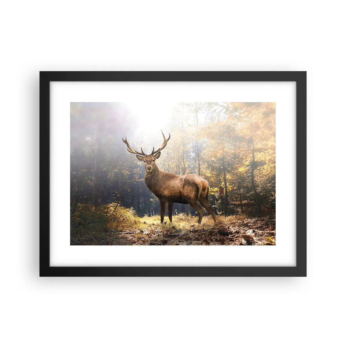 Poster in einem schwarzem Rahmen - In voller Majestät - 40x30 cm