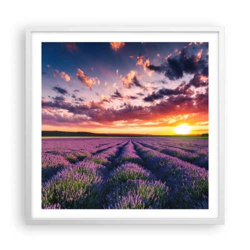Poster in einem weißen Rahmen - Lavendel Welt - 60x60 cm
