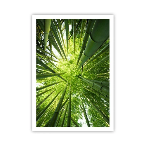 Poster - In einem Bambushain - 70x100 cm