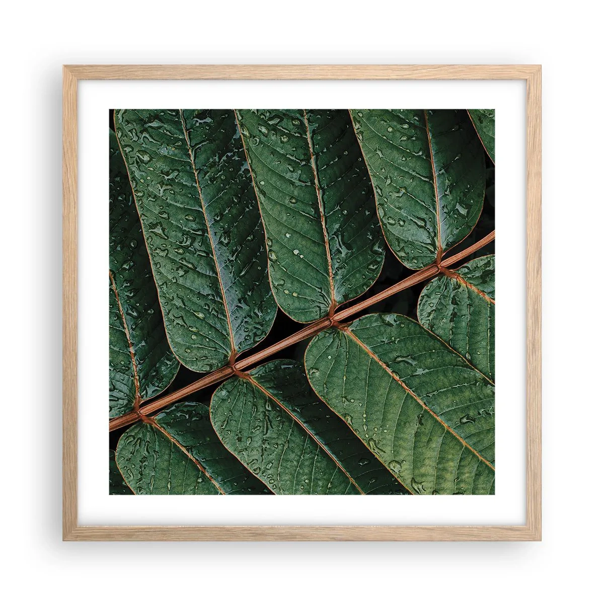 Poster in einem Rahmen aus heller Eiche - Im grünen Rhythmus - 50x50 cm