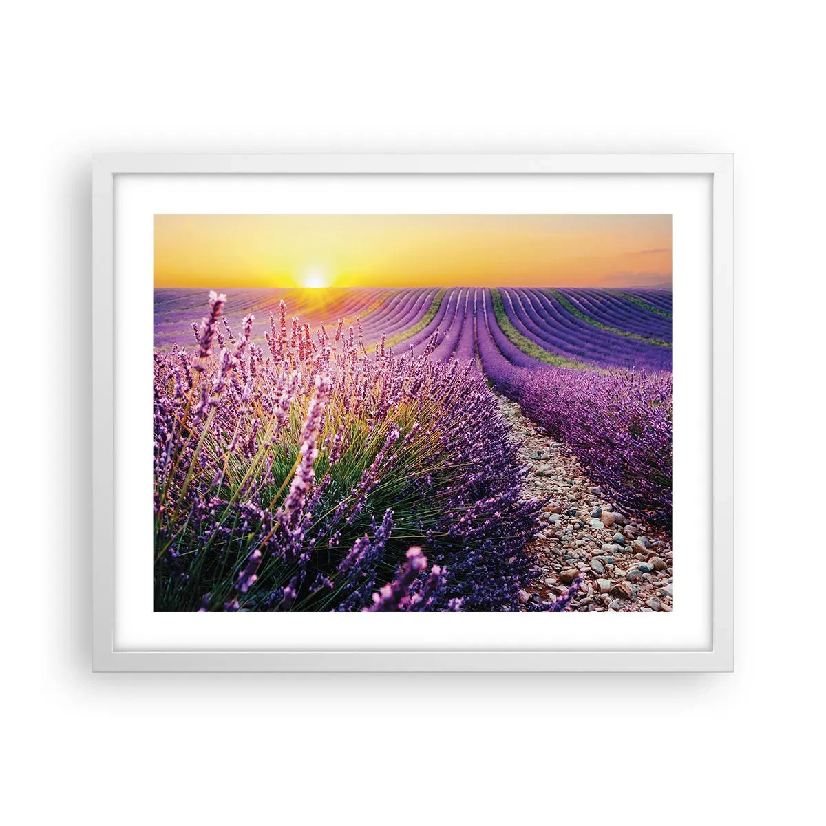 Poster in einem weißen Rahmen - Duftende Kornfelder - 50x40 cm