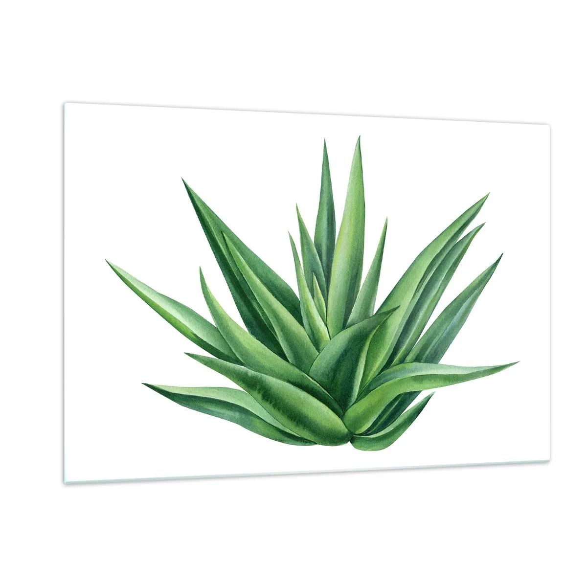 Glasbild - Bild auf glas - Eine grüne Pflanze mit fleischigen Blättern auf weißem Hintergrund - 120x80cm - Grün – Kraft – Leben - Moderne Wanddekoration für Wohnzimmer und Schlafzimmer ARTTOR